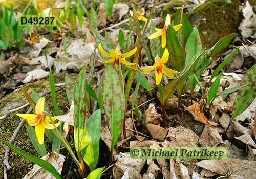 Yellow Trout Lily (Erythronium americanum)